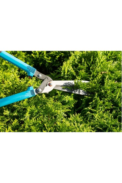 Туя західна Брабант Топіар Куля стрижка